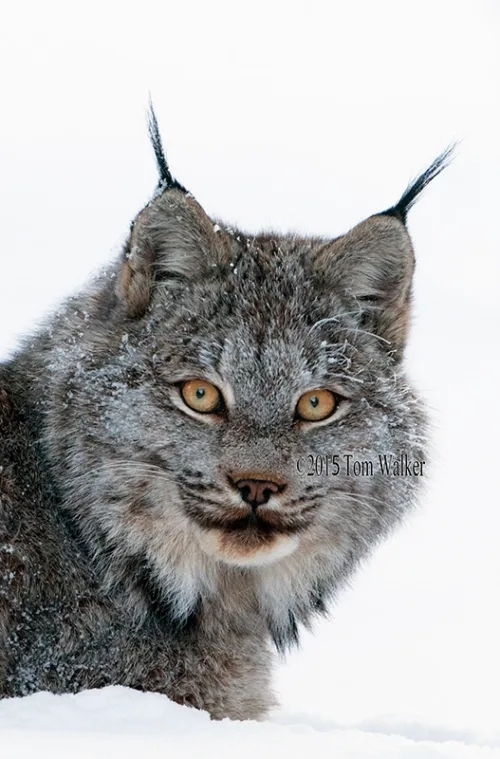 Lynx Portrait Winter