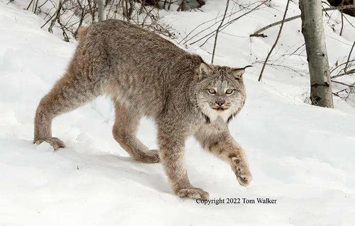 Denali Park Lynx
