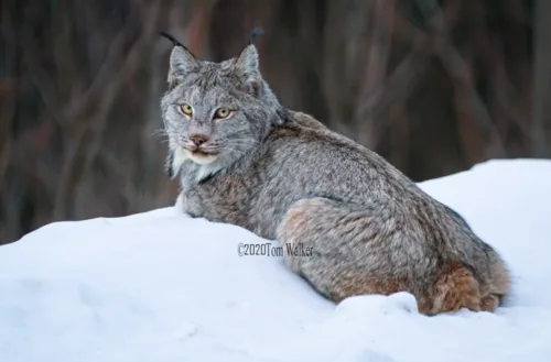 Canada Lynx resting