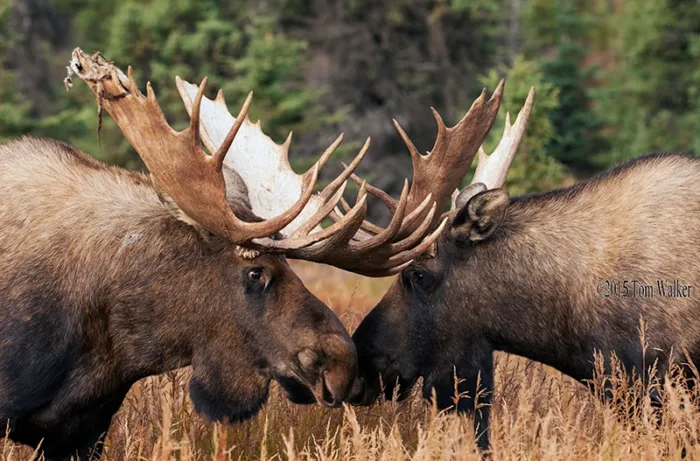 Bull Moose sparring