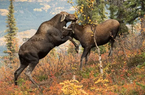 Cow moose fight