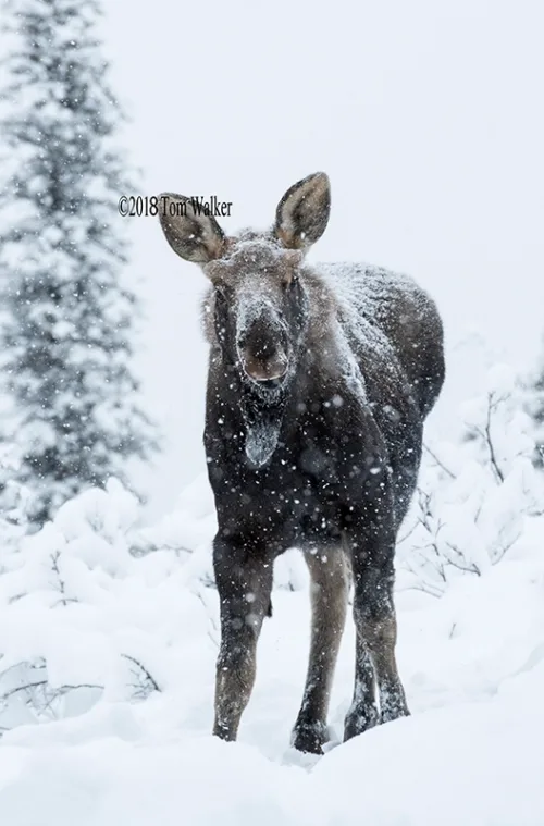 Yearling Moose Winter