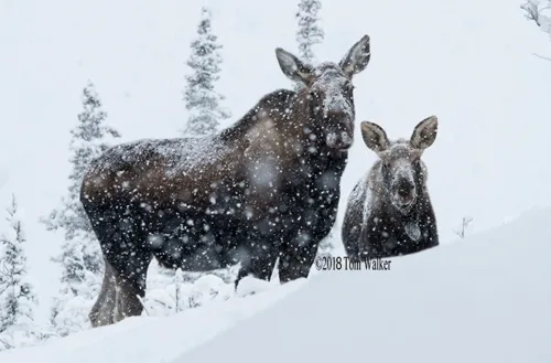 Moose snowstorm