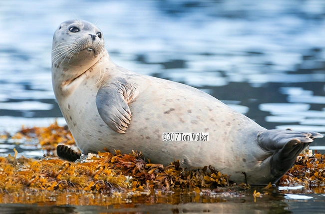 Alaska Harbor Seal