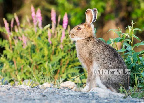 Snowshoe Hare Spring