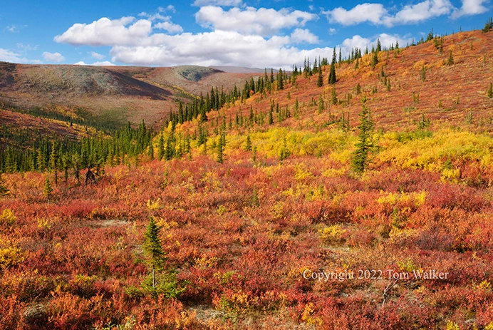 Autumn Colors Alaska