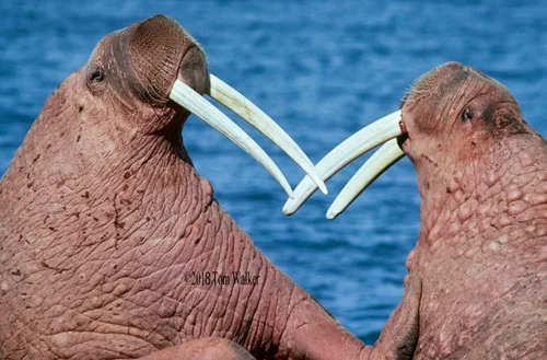 Walrus, Alaska