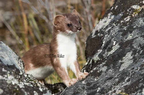 Short-tailed Weasel Alaska