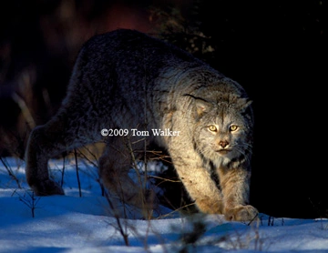Alaska Dawn Lynx