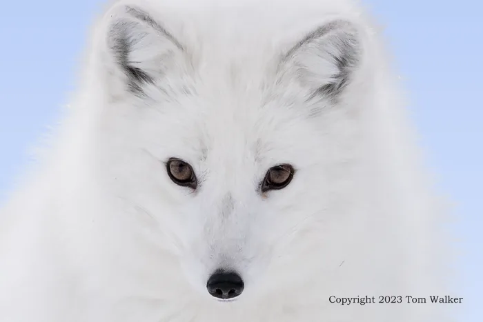 Arctic Fox Alaska Portrait