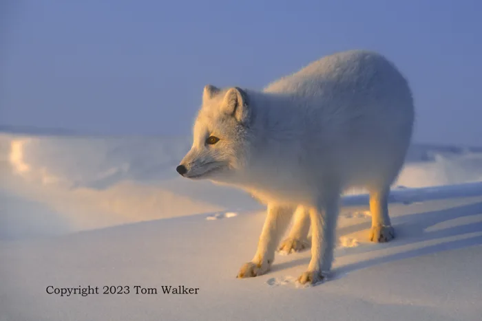 Arctic Fox Polar Dawn