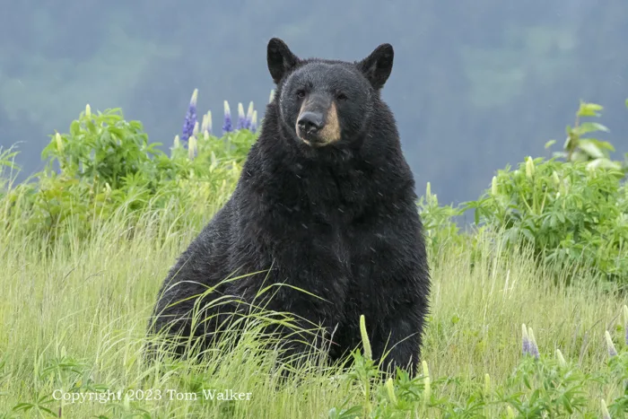Summer Black Bear Alaska