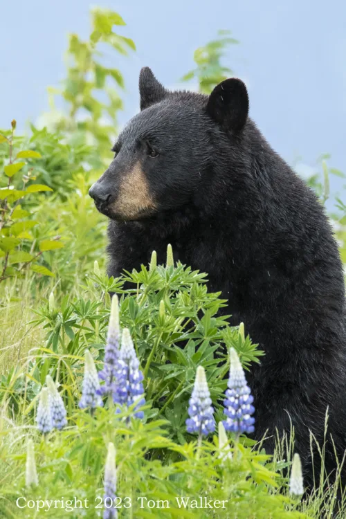 Black Bear In Lupines