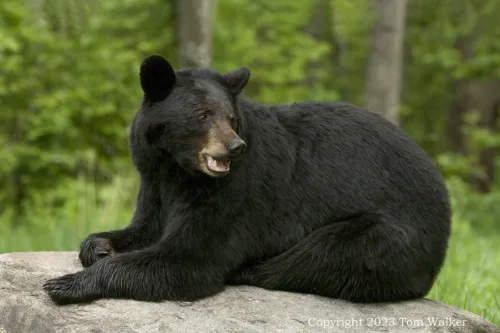 Alaska Black Bear Adult