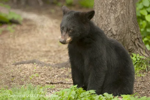 Yearling Alaska Black Bear