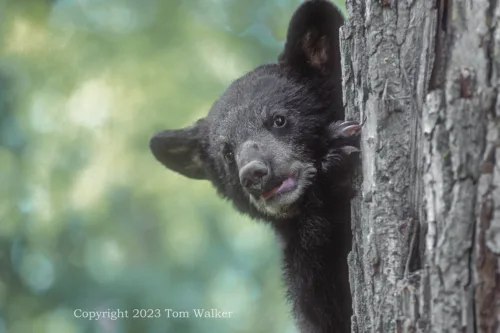 Alaska Black Bear Cub