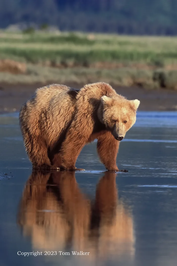 Alaska Brown Bear Fishing