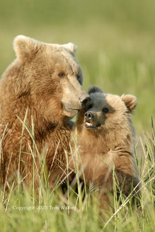 Katmai Brown Bear w/cub