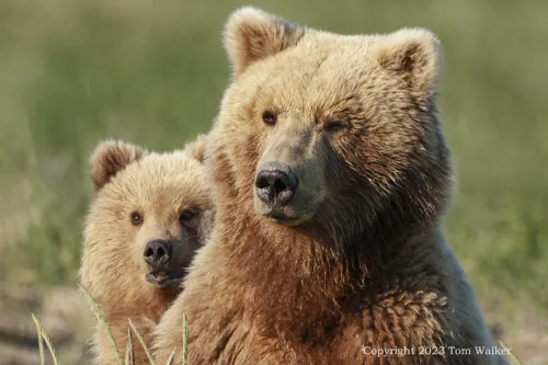 Spring Brown Bear w/cub