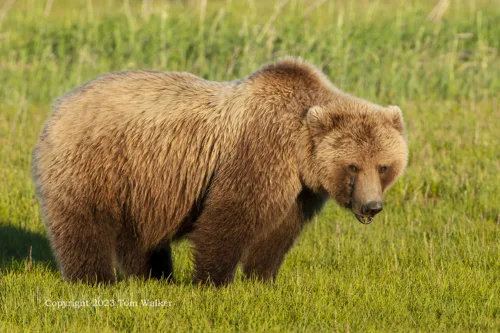 Spring Brown Bear Alaska