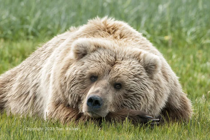 Alaska Brown Bear Asleep