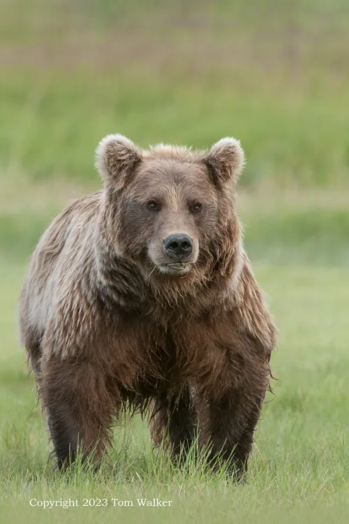 Katmai Alaska Brown Bear