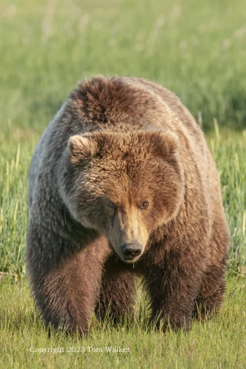 Alaska Brown Bear Evening