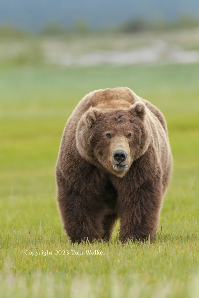 Alaska Brown Bear Katmai | Photo | Tom Walker Photographer