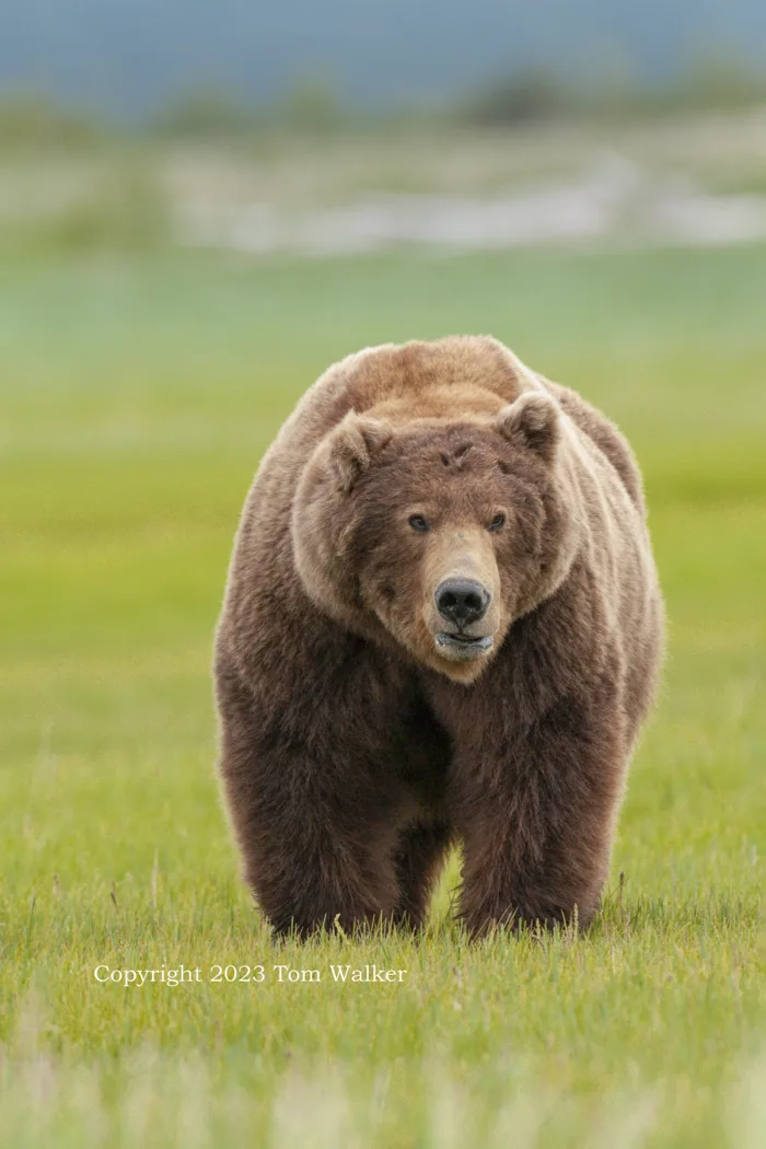 Alaska Brown Bear Katmai