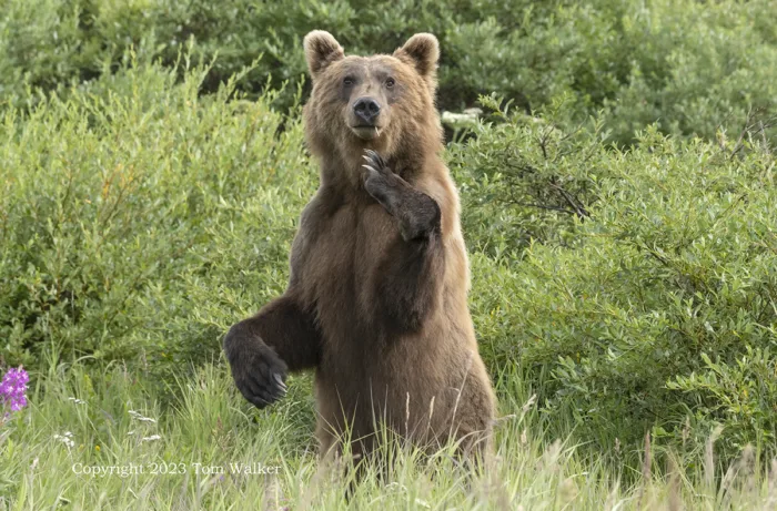 Alaska Brown Bear Standing