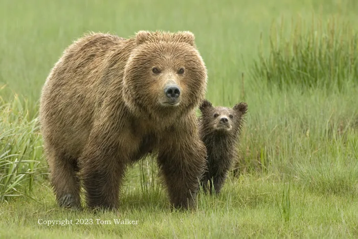 Alaska Brown Bear and Cub