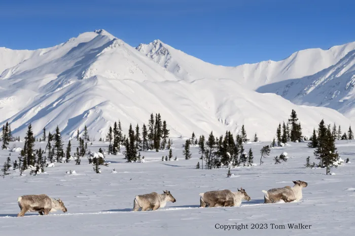 Winter Caribou