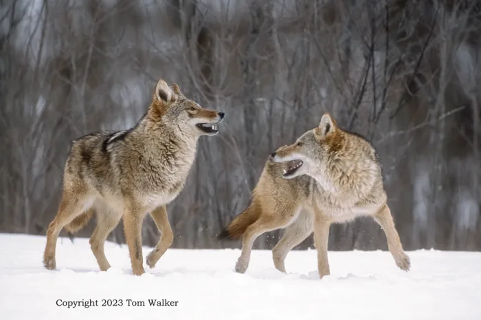Coyote Spring Courtship