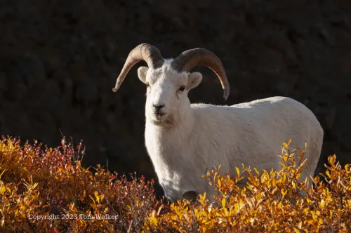 Dall Sheep Ram Autumn