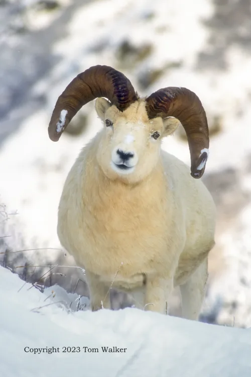 Dall Sheep Winter Rut