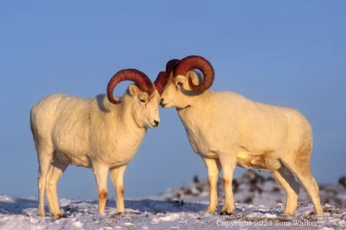 Dall sheep sparring