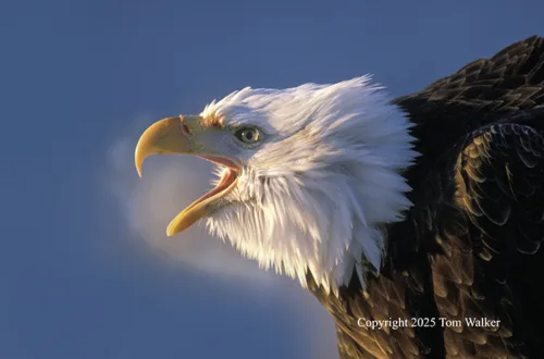 Bald Eagle Sunrise