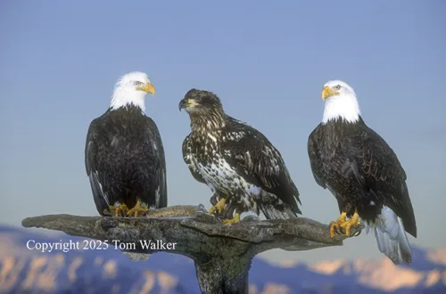 Bald Eagles Perched