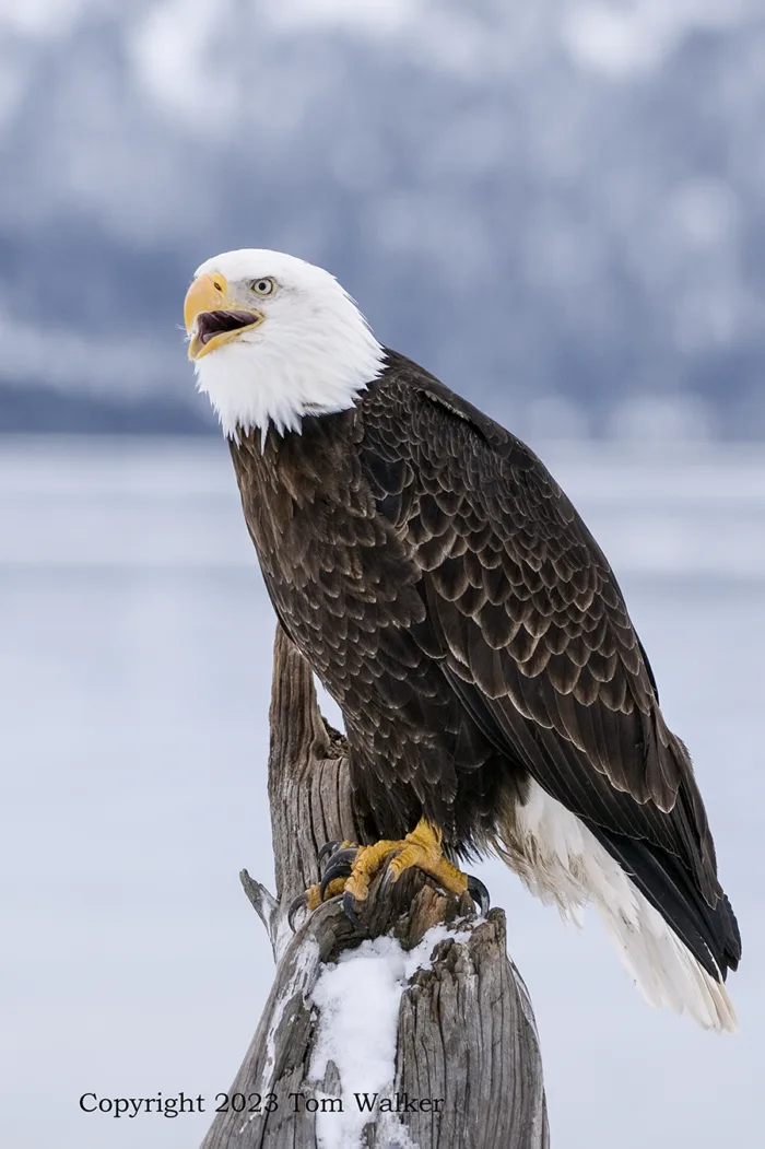 Bald Eagle Territorial