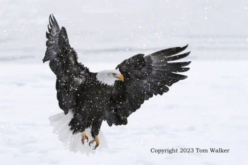 Bald Eagle Snowstorm
