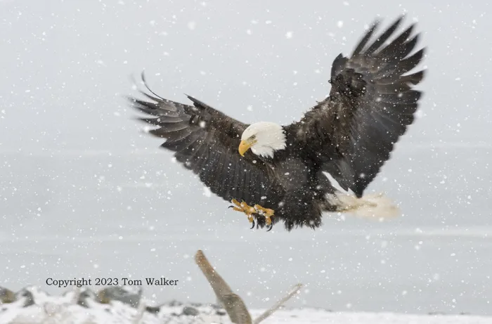 Bald Eagle Snowing