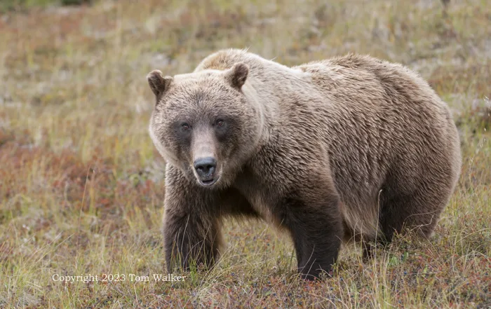 Tundra grizzly bear