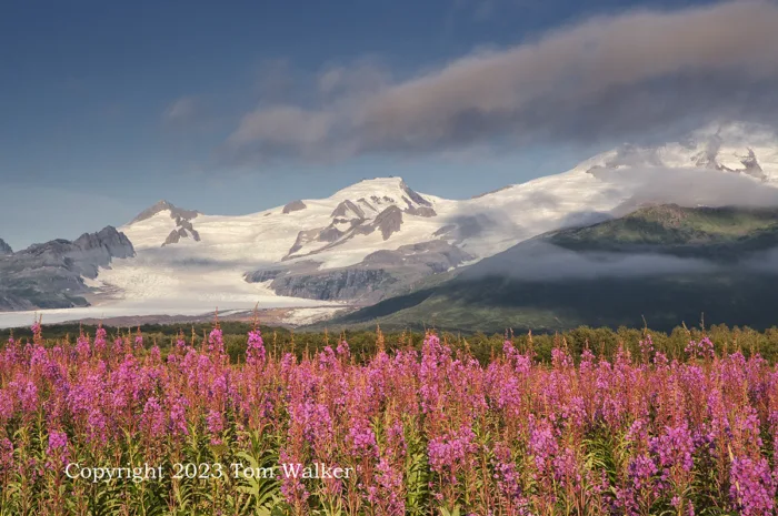 Alaska Peninsula Fireweed