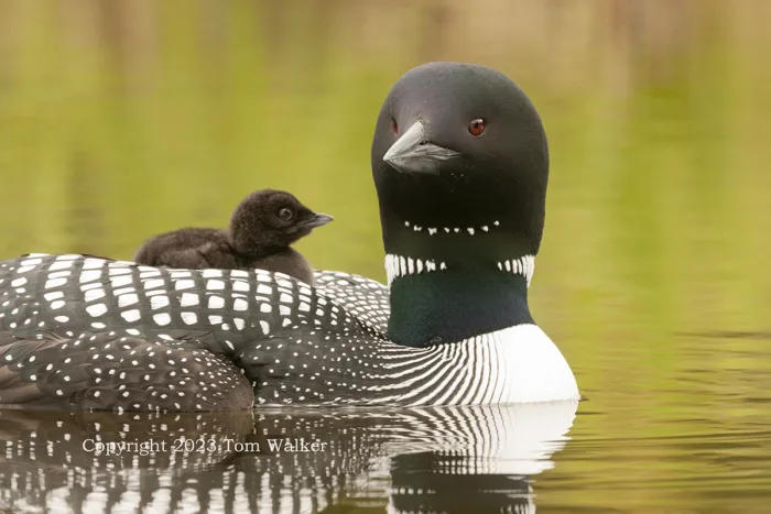 Loon with First Chick