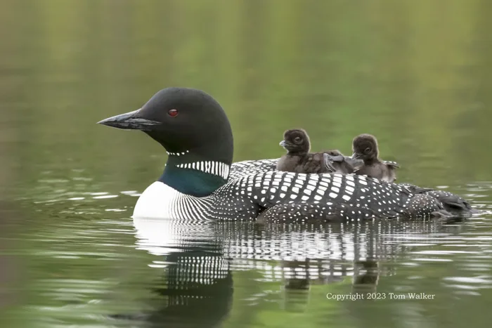 Loon and two chicks