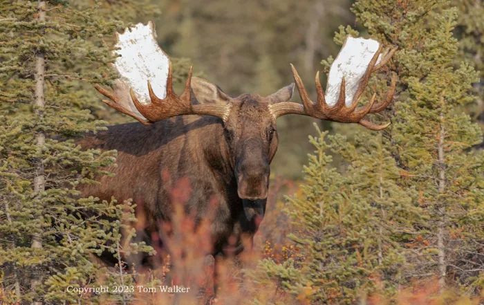 Bull Moose Emerges
