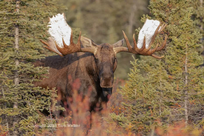 Bull Moose Emerges