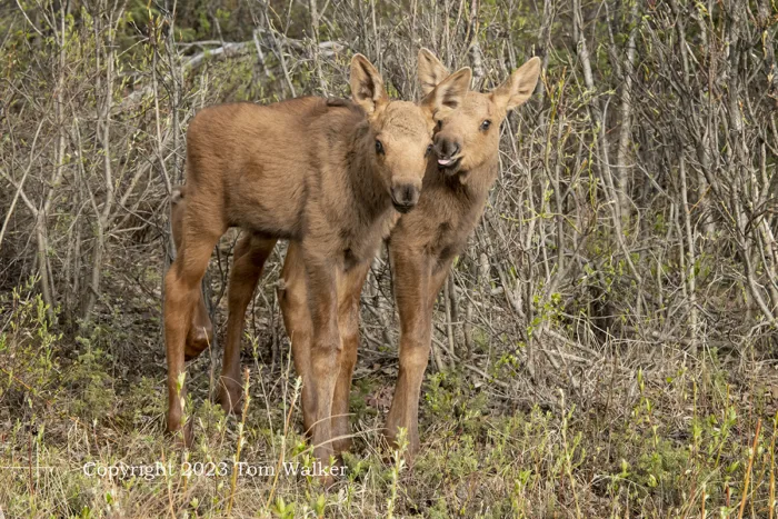 Moose twin calves