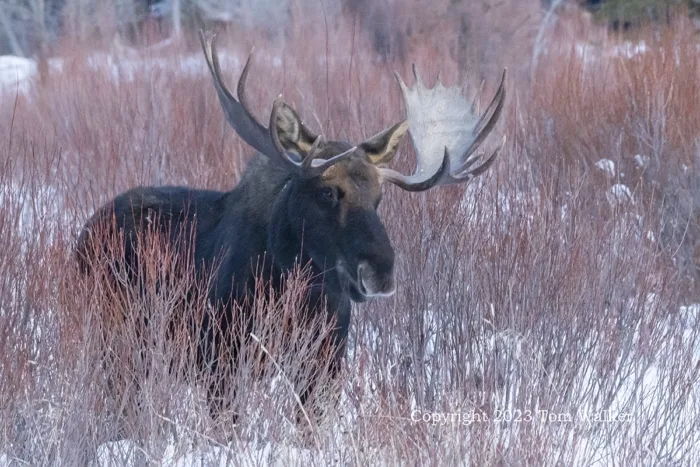 Bull Moose Winter