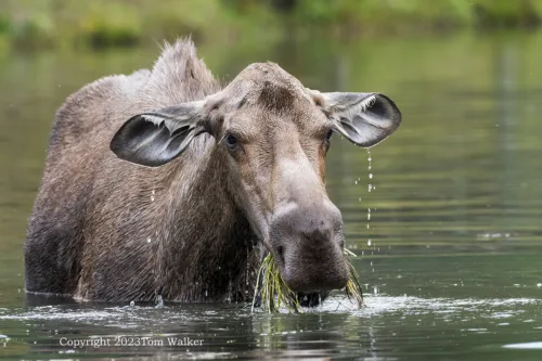 Summer Cow Moose